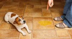 懲罰狗狗常見誤區，你知道嗎？