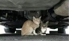 天冷了，開車前記得先喚醒它們！