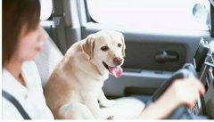 假期出去游玩，狗狗怎么辦呢？