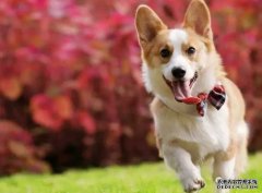 <b>如何讓狗狗安靜下來？——寵物百科知識</b>