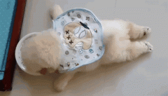 狗狗懶出新境界，只有你想不到，沒有它們做不