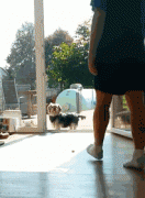 養(yǎng)一只傻狗是一種什么樣的體驗？