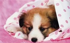 主人在狗狗心中的位置，從它睡覺位置就能看出