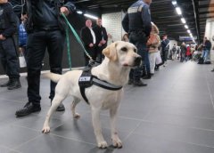 盲人的眼睛，路上碰見了導盲犬該如何做？ 華興