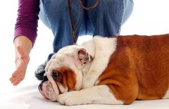 狗狗被主人打后會(huì)存有報(bào)復(fù)寵主嗎？