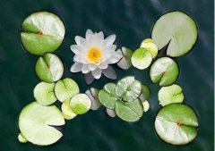 夏至丨夏花燦爛，愛至美好